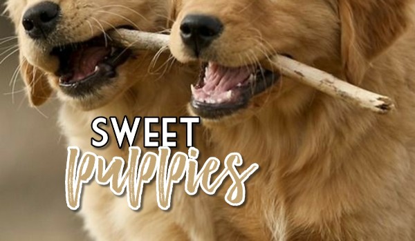 Puppies, sweet puppies ~ wystroje by @fiery./Imaginary.graphics
