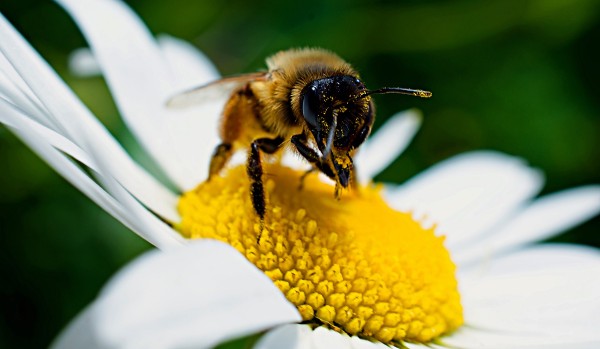 Co Wiesz o Pszczołach ?