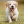 _.golden.retriever._
