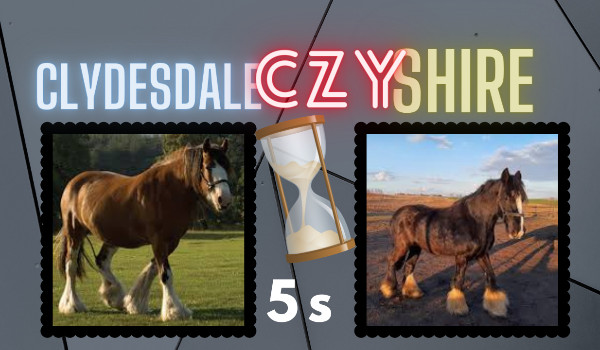 Clydesdale czy Shire, któy koń znajduje się na zdjęciu? Masz pięć sekund aby rozpoznać!