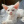 kitty._.bingo