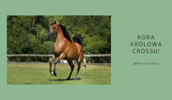 Kora królowa crossu!