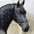 Horse_black
