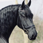 Horse_black