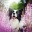 Zwiadowczyni_Collie