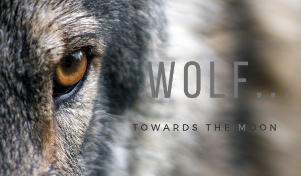 Wolf – #2