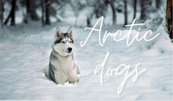 Arctic dogs |rozdział 3|