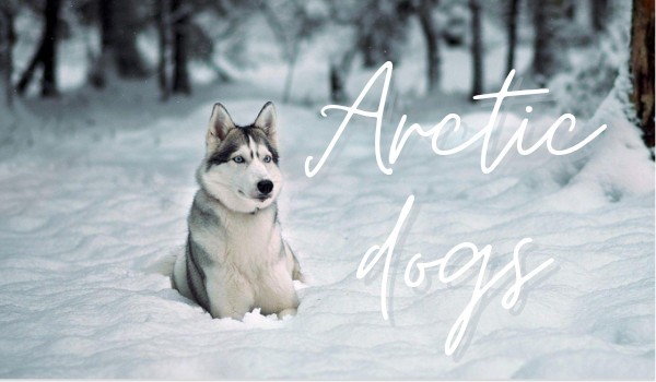 Arctic dogs |rozdział 4|