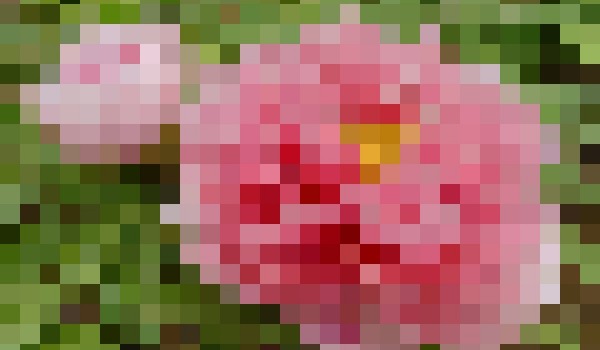 Rozpoznaj 10 rozpikselowanych kwiatów!