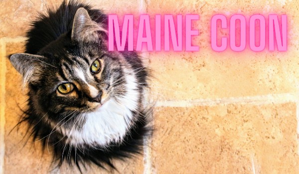 Maine coon.