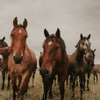 ._love_horses_.