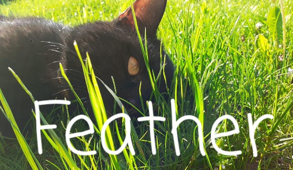 Feather ~ Rozdział 1