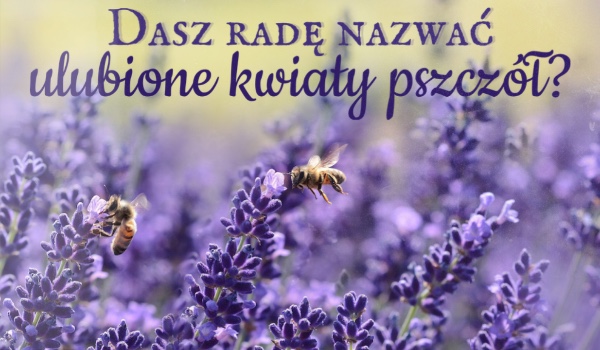 Dasz radę nazwać ulubione kwiaty pszczół?