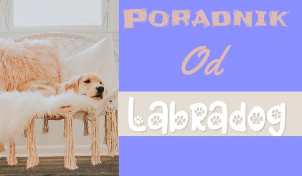 Poradnik Labradog: Jak nie mieć wpisów