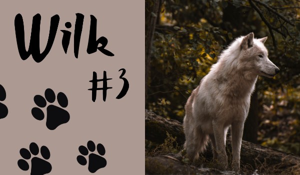 Wilk #3 | 𝑁𝑜𝑤𝑒 𝑜𝑏𝑙𝑖𝑐𝑧𝑒