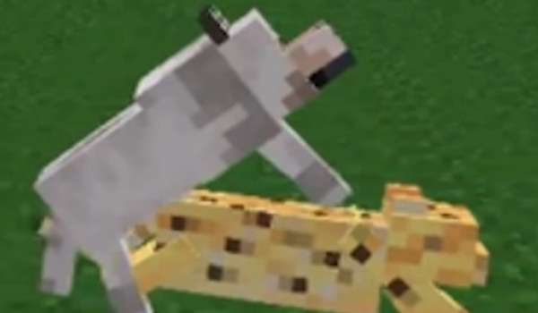 jebać dronq’a cz. 2