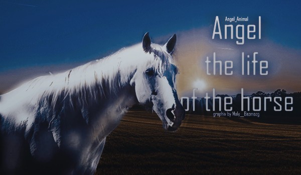 Angel the life of the horse #1