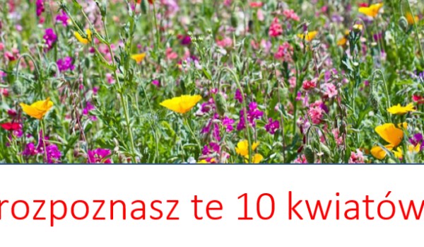 Czy Rozpoznasz Te 10 Kwiatów Sprawdź Samequizy