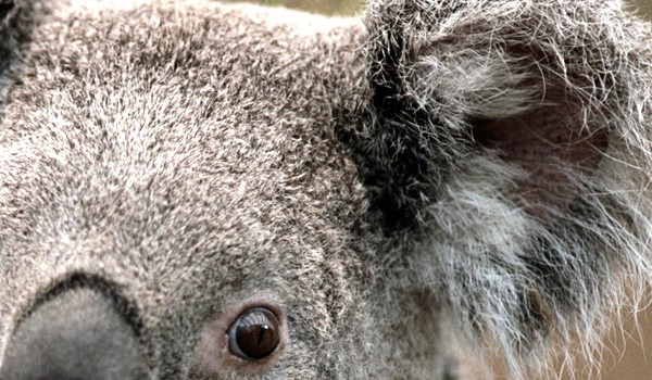 czy kochasz króliki