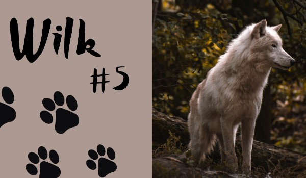 Wilk #5 | 𝐵𝑜́𝑙𝑒 𝑝𝑟𝑧𝑒𝑠𝑧ł𝑜𝑠́𝑐𝑖