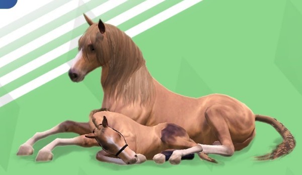 Czy rozpoznasz rasy koni w the sims 3?