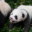 pandziaraaaaa