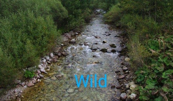 Wild – prolog i rozdział pierwszy