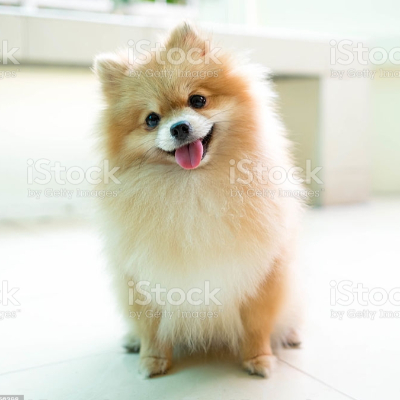 Rakso_and_Rotkiw