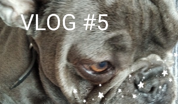 VLOG #5