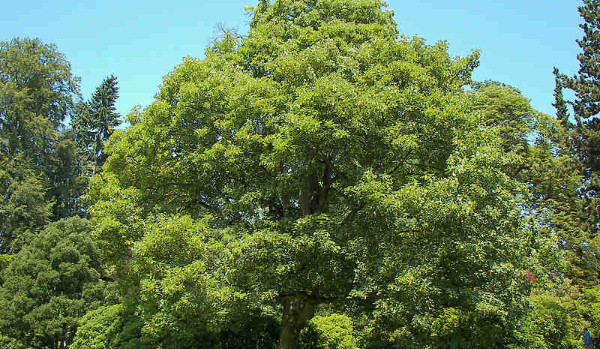 Czy wiesz jakie drzewa są iglaste a jakie liściaste ?