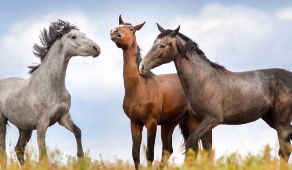 Ile wiesz na temat koni?