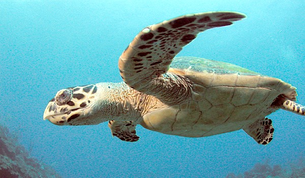 Czy rozpoznasz żółwie morskie