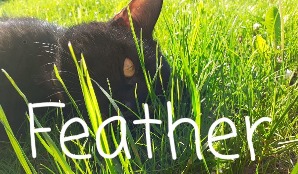 Feather ~ Rozdział 2