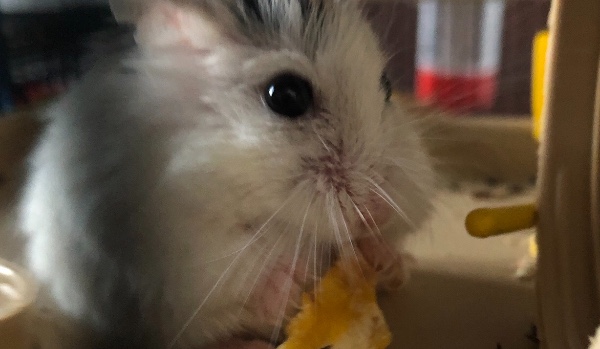 Jakim chomikiem jesteś