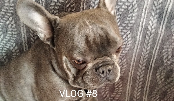VLOG #8