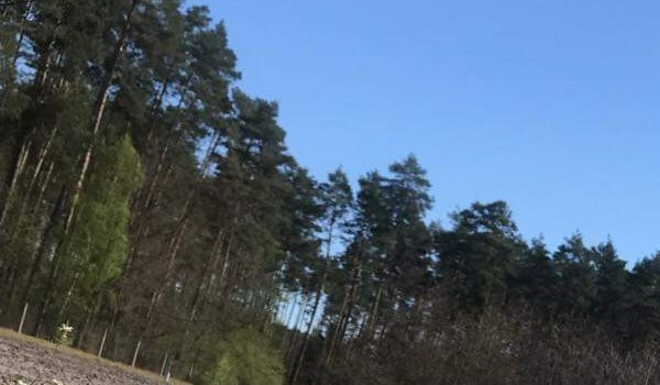 LEŚNICTWO PO ANGIELSKU…