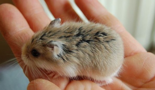 Jak dobrze znasz chomiki