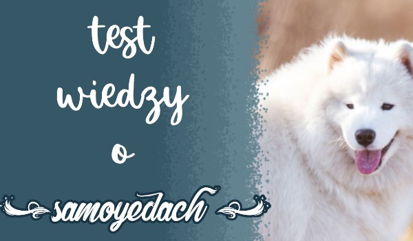 Test wiedzy o samoyedach! – psy
