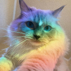 Rainbow_kitty123