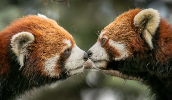 Zwierzęca szkoła-#2