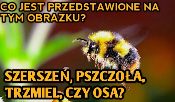 Szerszeń, pszczoła, trzmiel, czy osa? – Co jest przedstawione na tym obrazku?