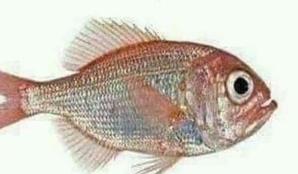 Oc czelendż dzień 4