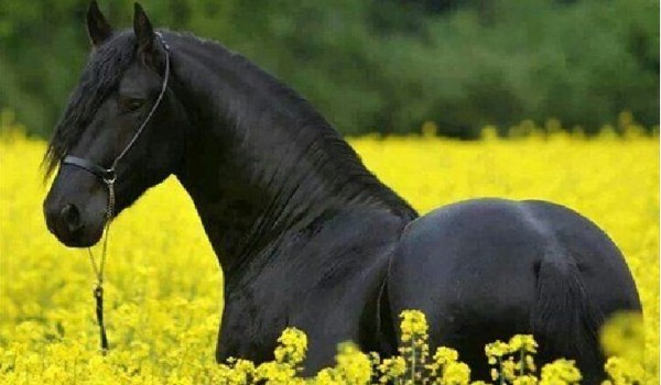 Czy znasz te rasy koni?
