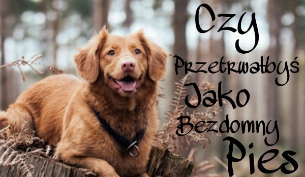 Czy przetrwałbyś jako bezdomny pies??