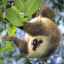 Cute.Sloth