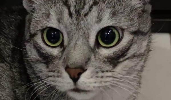 pytania o lego ninjago