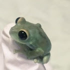 TsuTea