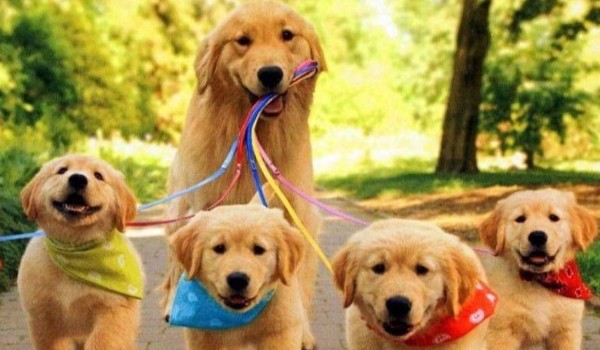 13 pytań wiedzy o psach