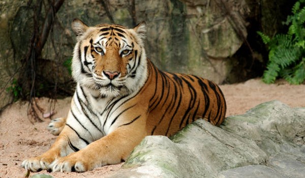 Wielki test wiedzy o tygrysie indochińskim na czas!