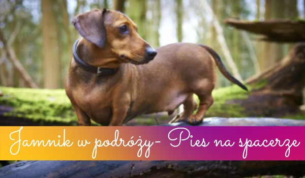 Jamnik w podróży- Pies na spacerze